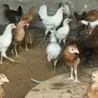 صيصان للبيع