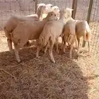 رخيل بلدي سمان وطيبه