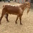 تيس فحل