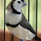 فروخ بوم فينش