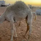 قعود قصب