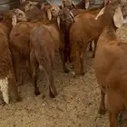 ذبايح طليان حري سواكن مع الذبح والتوصيل