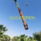 نخل واشنطونياء زينه للبيع