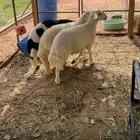 خرفان حريه طيبه