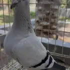 حمام زاجل للبيع