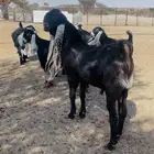 تيس هولندي معرف فحل