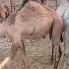 ابل قعود و بكره