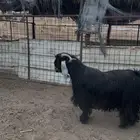 تيس فحل عارضي