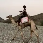 ركبي للبيع