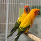 جوز صن كنيور