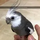 جوز كرون اليف مع بدجي