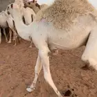 قعودين قصب