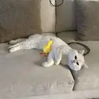سكوتش شورت هير