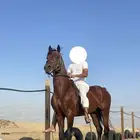 حصان مكس واهو