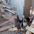 للبيع دجاج 17