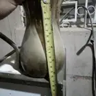 للبيع دلة رسلان الاصلي