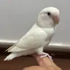تم البيع تم البيع