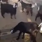 ام الحمام