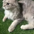 قطه شيرازيه انثى