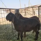 خروفين هجين