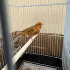 كناري تغريد