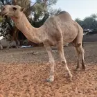 بعير عوني للبيع