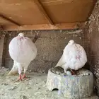 حمام نفاخ نرويجي