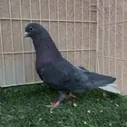 الحمام القطيفي