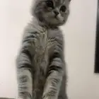 قط شيرازي