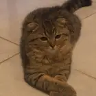 للبيع سكوتش فولد شيرازي