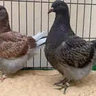 طبه فرش حوامل لمون   شرط