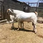 فحل بيشي صنف و معرف