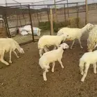 ضان والد