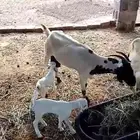 عنز منتوج