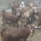 10 تيوس دهم