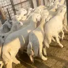 ذبايح طليان حريه سواكن مع التوصيل