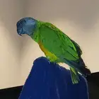 ببغاء سنغالي انثى الليف هدد