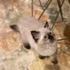 انثى همالايا