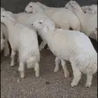 طليان حرية اضاحي وذبائح