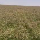 بذر رودس وطني جديد