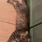 قطط للتبني