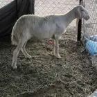 نعجه صفراء حلساء برصاء