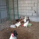 للبيع دياك ودجاج وبط وحمام متنوع