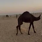 للبيع اثنين حاشي