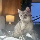 قطه شيوازيه سموتش مهجنه بكامل اغراضها