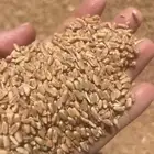 قمح بر للبيع 300 كيس 50 كيلو