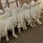 ذبايح طليان حري سواكن مع الذبح والتوصيل