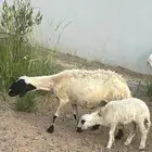 ضان للبيع