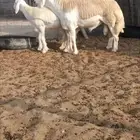 ثني فاخر من حلال الصياد في أملج -الحد موجود