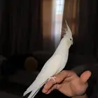 طير كروان البينو كريمي فيس صافي